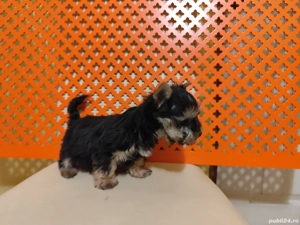 Yorkshire Terrier Microcip Oradea  - imagine 2