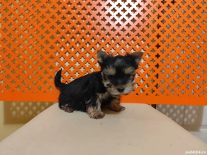 Yorkshire Terrier Microcip Oradea  - imagine 3