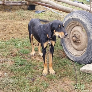  Disponibil femela copoi ardelenesc  - imagine 3