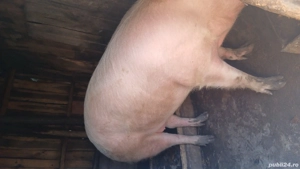 De vanzare  - imagine 3