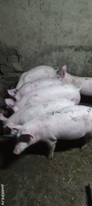 Vând Purcei Rasa Marele Alb x Pietrain 35 - 40 kg Comuna Lița o733345270 - imagine 4