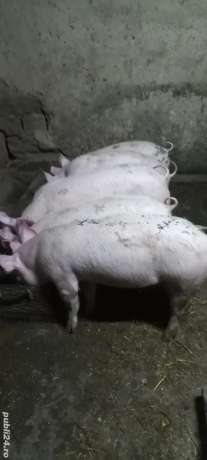Vând Purcei Rasa Marele Alb x Pietrain 35 - 40 kg Comuna Lița o733345270 - imagine 2