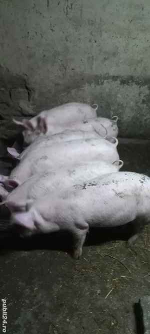 Vând Purcei Rasa Marele Alb x Pietrain 35 - 40 kg Comuna Lița o733345270 - imagine 3