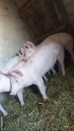 Purcei Rasa Marele Alb x Pietrain Vârsta 3.5 Luni 35 - 40kg Tel o733345270 - imagine 3