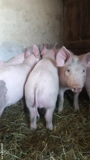Purcei Rasa Marele Alb x Pietrain Vârsta 3.5 Luni 35 - 40kg Tel o733345270 - imagine 4