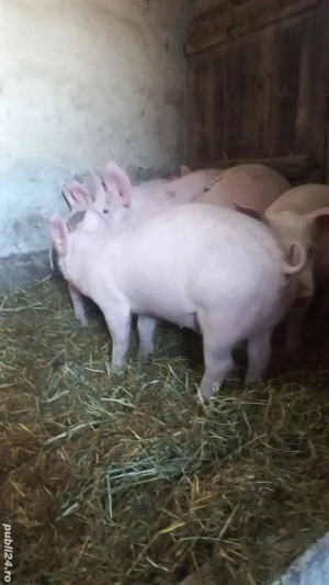 Purcei Rasa Marele Alb x Pietrain Vârsta 3.5 Luni 35 - 40kg Tel o733345270 - imagine 2