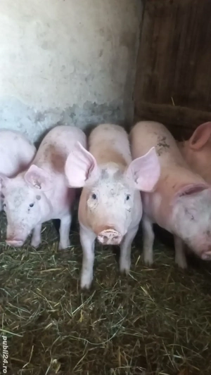 Purcei Rasa Marele Alb x Pietrain Vârsta 3.5 Luni 35 - 40kg Tel o733345270