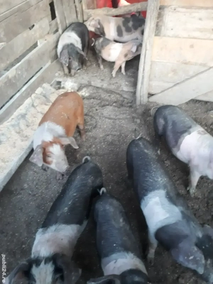 Vand purcei si burlinci dau si pe bucate