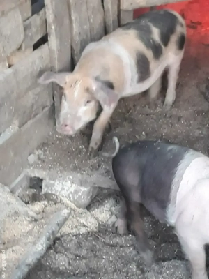 Vand purcei si burlinci dau si pe bucate - imagine 2