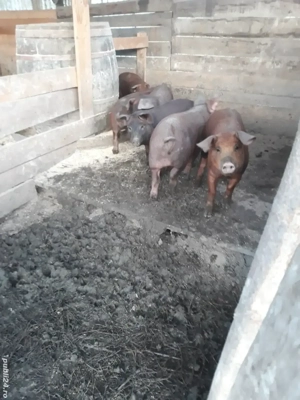 Vand purcei si burlinci dau si pe bucate - imagine 4