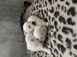 Bichon maltez talie mica