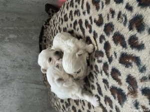 Bichon maltez talie mica - imagine 2