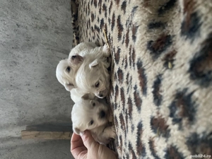 Bichon maltez talie mica - imagine 5