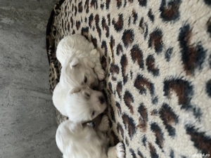 Bichon maltez talie mica - imagine 3