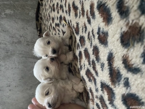 Bichon maltez talie mica - imagine 4