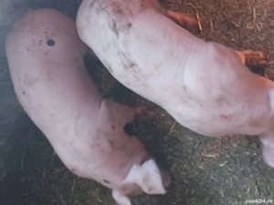 Purcei pietrean  alb - imagine 2