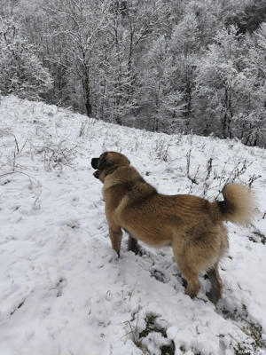 vind ciobănesc cangal - imagine 2