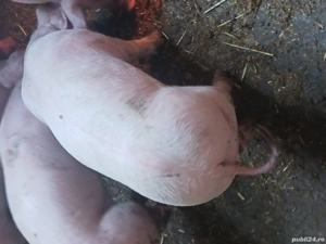 Purcei pietrean  alb - imagine 5