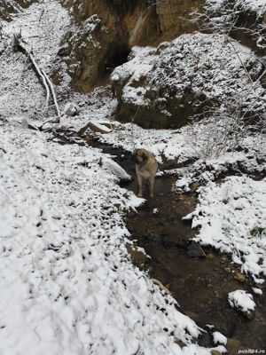 vind ciobănesc cangal - imagine 3