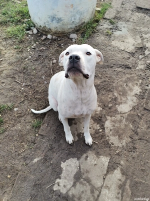 ofer spre adopție dog argentinian - imagine 4