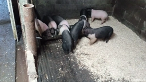 Disponibili purcei si soldani