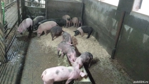 Disponibili purcei si soldani - imagine 3