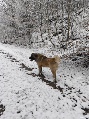 vind ciobănesc cangal - imagine 5