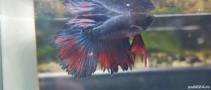 Masculi Betta pesti acvariu superbi
