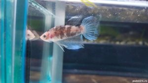 Masculi Betta pesti acvariu superbi