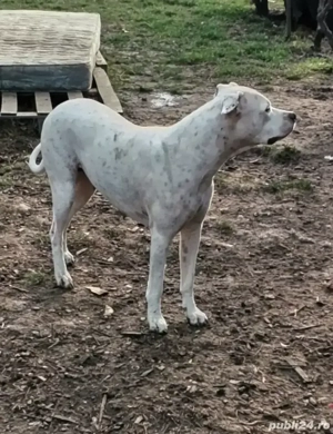 ofer spre adopție dog argentinian - imagine 2