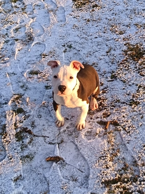 Pui amstaff blue mascul