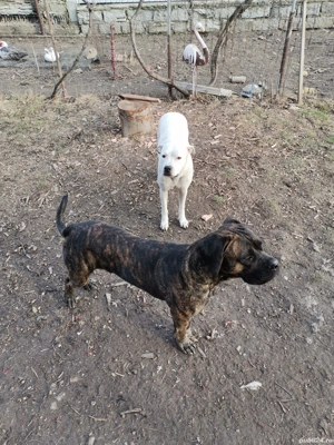 vand canecorso  - imagine 4