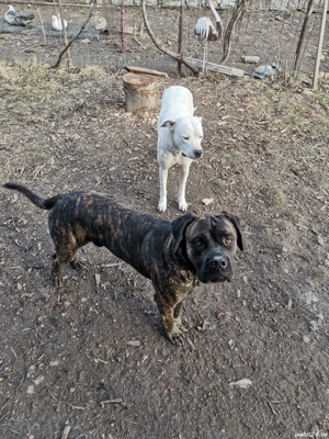 vand canecorso  - imagine 3