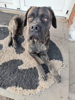 vand canecorso 