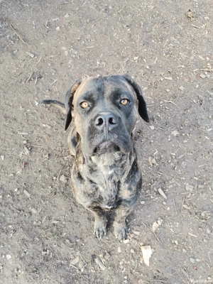 vand canecorso  - imagine 2