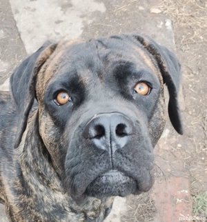 vand canecorso  - imagine 5