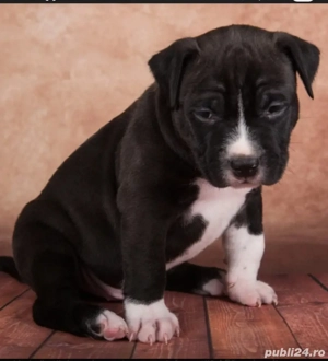 Caut   Cunpar cățeluș Amstaff - imagine 2