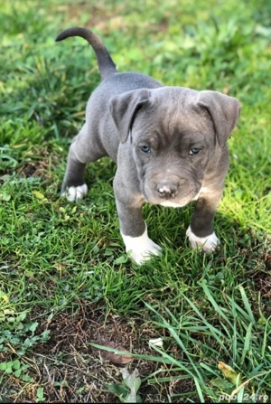 Caut   Cunpar cățeluș Amstaff