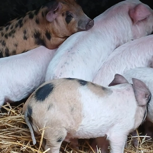 purcei pik decare  - imagine 6