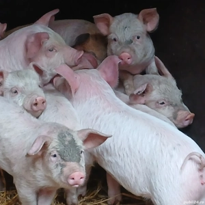 purcei pik decare  - imagine 5