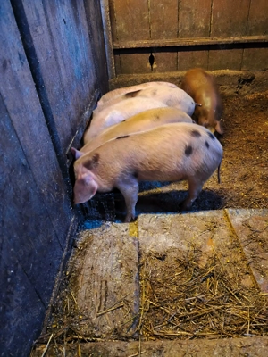 Vând purcei de 9 săptămâni  - imagine 2