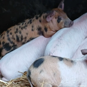 purcei pik decare  - imagine 4