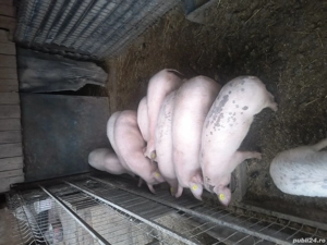 Vând purcei landras  - imagine 2