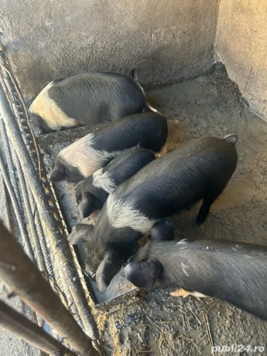 Vand purcei Bazna - imagine 2