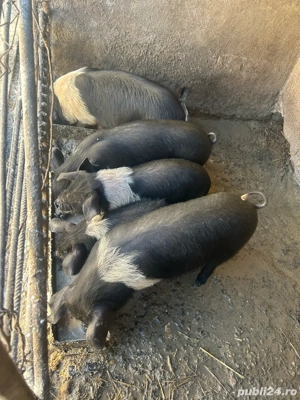 Vand purcei Bazna - imagine 3