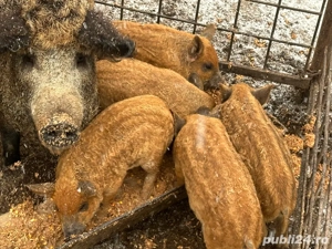 Vand purcei mangalita 