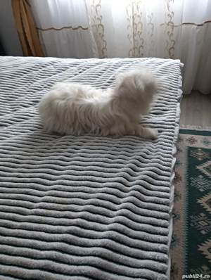 catel bichon maltez  - imagine 4