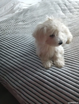 catel bichon maltez  - imagine 2