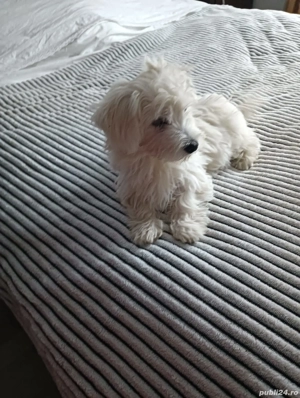 catel bichon maltez  - imagine 3