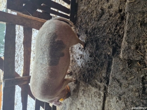 Vând scroafa ,o fătat doar o data ,mai multe detalii la telefon  - imagine 3